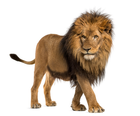 Image of a wild lion illustrating how similar tagging website visitors in retargeting is to tagging animals in the wild to study their behavior.